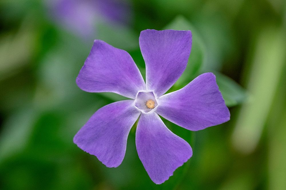 Bigleaf Periwinkle
